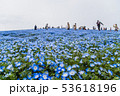 ひたちなか海浜公園のネモフィラ 53618196