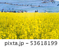 ひたちなか海浜公園の菜の花とネモフィラ 53618199