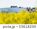 ひたちなか海浜公園の菜の花とネモフィラ 53618200