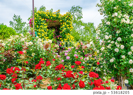 ぐんまフラワーパーク・バラフェスタ ぐんまフラワーパーク・バラフェスタ 53618205