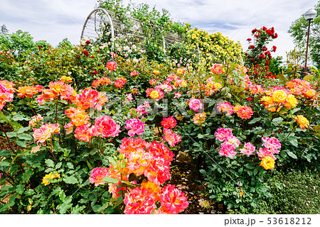 ぐんまフラワーパーク・バラフェスタ 53618212