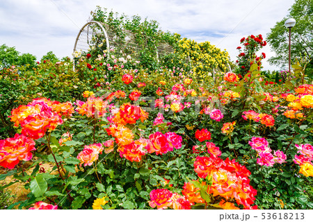 ぐんまフラワーパーク・バラフェスタ ぐんまフラワーパーク・バラフェスタ 53618213