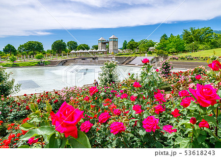 ぐんまフラワーパーク・バラフェスタ 53618243
