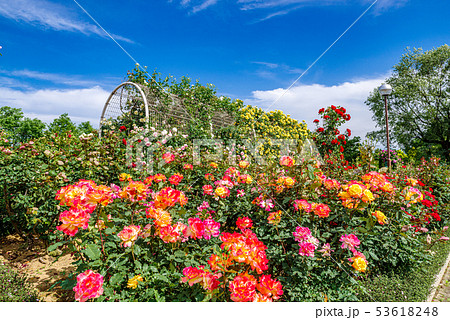 ぐんまフラワーパーク・バラフェスタ 53618248