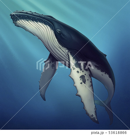 Whale Under Water Realistic Illustration のイラスト素材