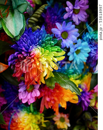 レインボーの花の写真素材