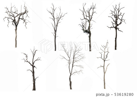 Set of Dead tree or dried tree isolated on white Set of Dead tree or dried tree isolated on white 53619280
