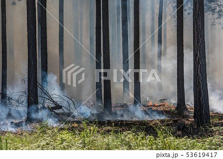 Wildfire, fire in a forest. 53619417