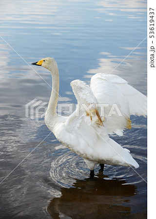 ウトナイ湖の白鳥 53619437
