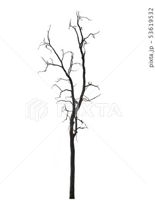 Dead tree or dried tree isolated on white Dead tree or dried tree isolated on white 53619532