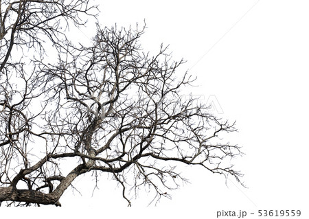 Dead branches , Silhouette dead tree or dry tree 53619559