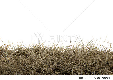 Dry grass isolated on white background.dry grass 53619694
