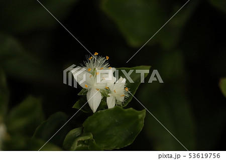 トキワツユクサ トキワツユクサ 53619756