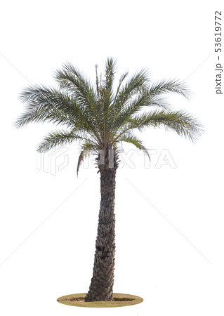 Palm tree isolated on white background.Clipping 53619772