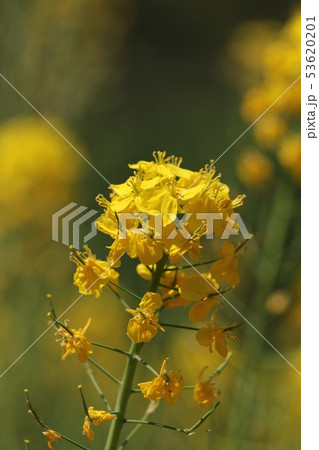 アブラナ 53620201