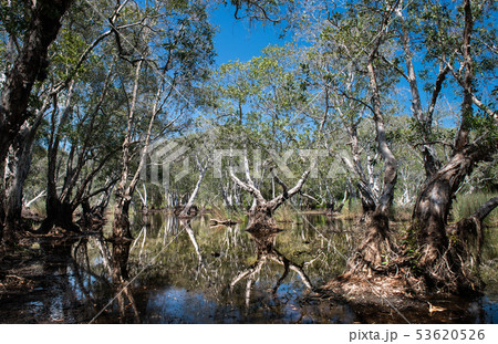 Environment of botanical garden wetland. 53620526