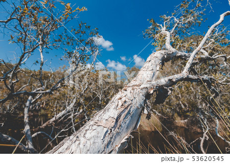 Environment of botanical garden wetland trees. Environment of botanical garden wetland trees. 53620545