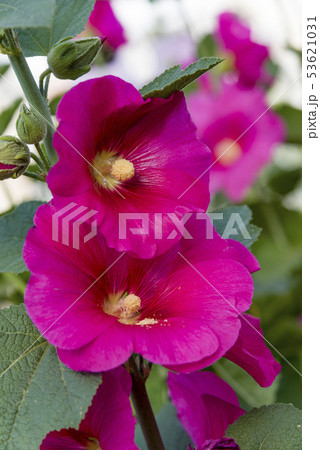 Bright pink hollyhock flower in garden. Mallow Bright pink hollyhock flower in garden. Mallow 53621031