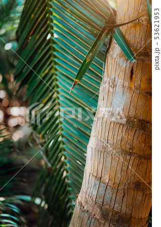 Beautiful palm trees at the beach on the paradise islands Seychelles 53621953