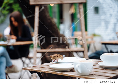Bird in city. Sparrow sitting on table in outdoor cafe 53622135