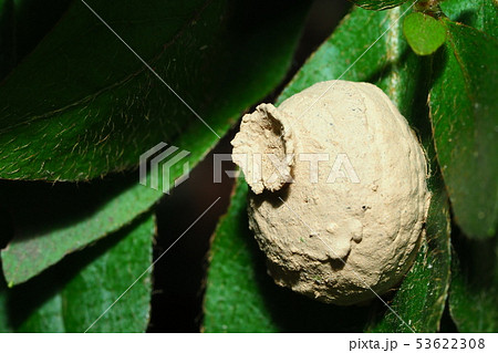 ミカドトックリバチの巣 53622308