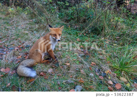 european red fox (vulpes vulpes) european red fox (vulpes vulpes) 53622387