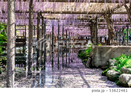 風に揺れる藤 天王川公園 53622461