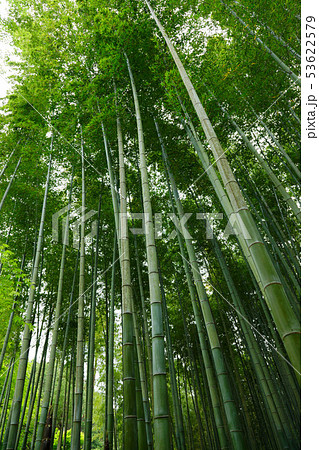 圓光寺 竹林 圓光寺 竹林 53622579