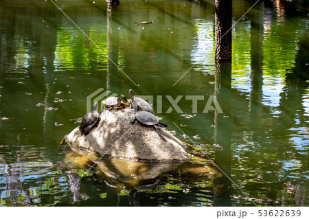 亀の甲羅干し 53622639