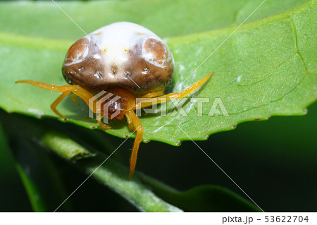 トリノフンダマシ（メス） 53622704