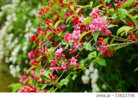 詩仙堂 赤色の花と蕾 詩仙堂 赤色の花と蕾 53622736