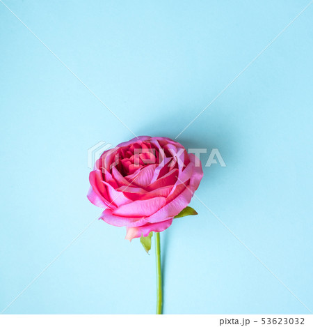 Pink rose closeup on a blue background 53623032