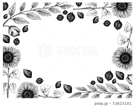 Hand Drawn Frame of Sunflowers and Black Walnuts Hand Drawn Frame of Sunflowers and Black Walnuts 53623101