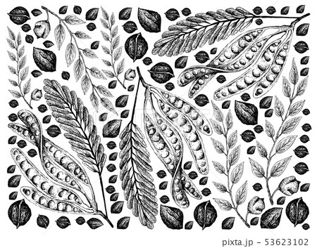 Hand Drawn Sketch of Twisted Cluster Beans and 53623102