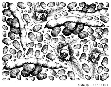 Hand Drawn Background of Fava Beans and Japanese 53623104