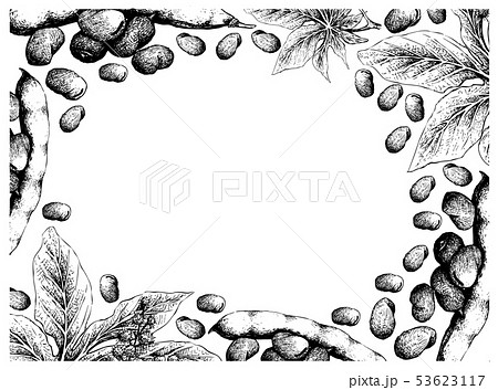 Hand Drawn Freame of Fava Beans and Castor Beans 53623117
