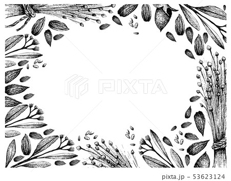 Hand Drawn Frame of Flax Seed and Jojoba Nuts 53623124