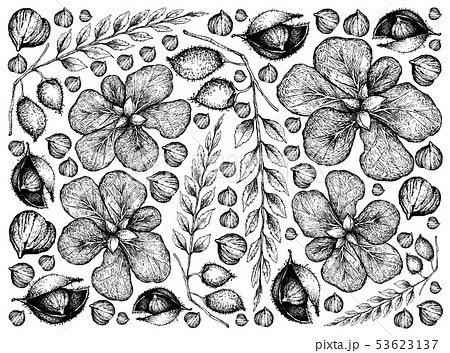 Hand Drawn Background of Terminalia Catappa Fruits 53623137