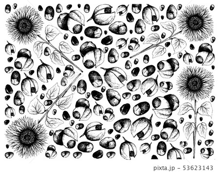 Hand Drawn of Sunflower and Guarana Fruits 53623143