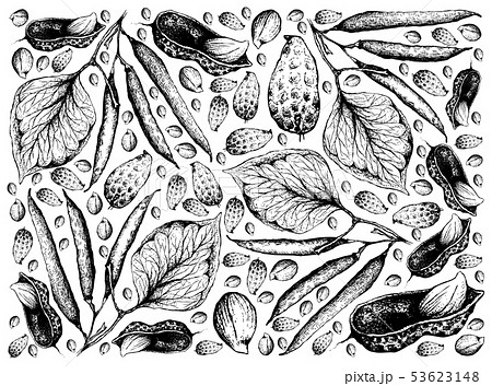 Hand Drawn of Peanuts and Green Beans Background 53623148