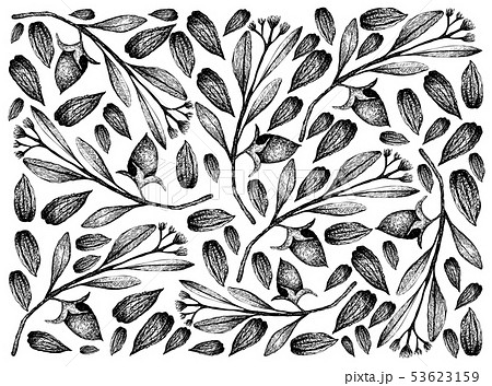 Hand Drawn of Jojoba Nuts and Seeds Background 53623159
