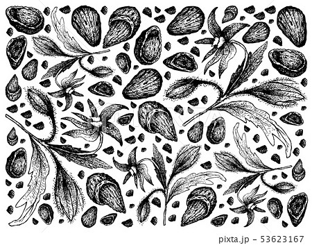 Hand Drawn of Borage Seeds and Almonds Background 53623167