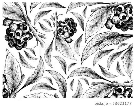 Hand Drawn of Guarana or Paullinia Cupana Fruits 53623177