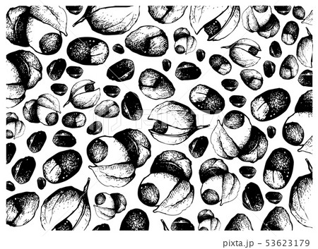 Hand Drawn of Guarana or Paullinia Cupana Fruits 53623179
