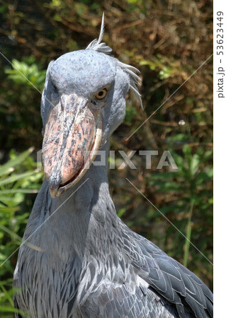 怪鳥 ハシビロコウの写真素材 [53623449] - PIXTA