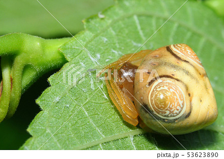 オオトリノフンダマシ（メス） 53623890