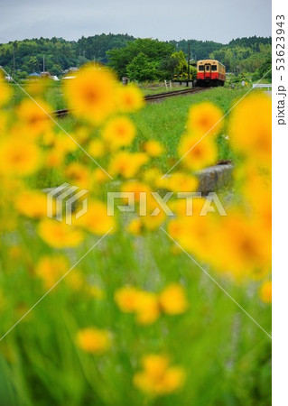 千葉県 小湊鉄道 道端の黄色い花と列車 千葉県 小湊鉄道 道端の黄色い花と列車 53623943