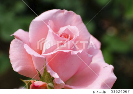 プリンセスアイコ 53624067