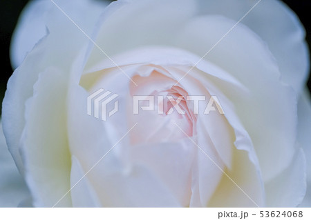 クリスティアーナ２ 53624068