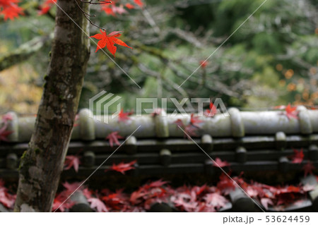 鳥取 四季の散歩 秋 紅葉 豊乗寺 鳥取 四季の散歩 秋 紅葉 豊乗寺 53624459